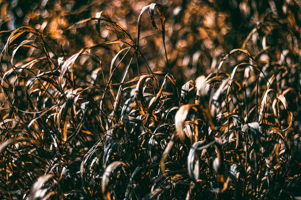 a close up of some grass