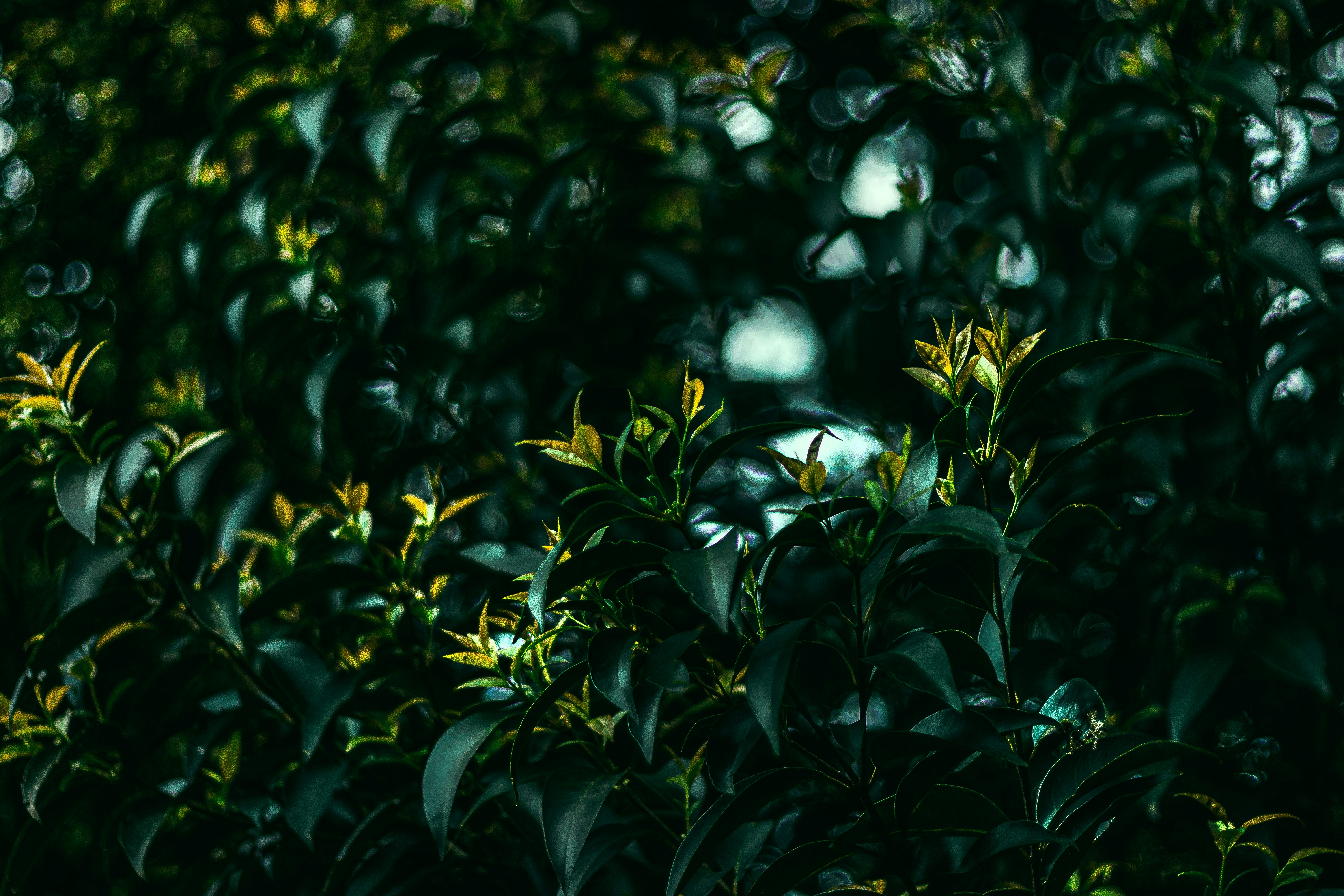 Photo by sirmisbehave