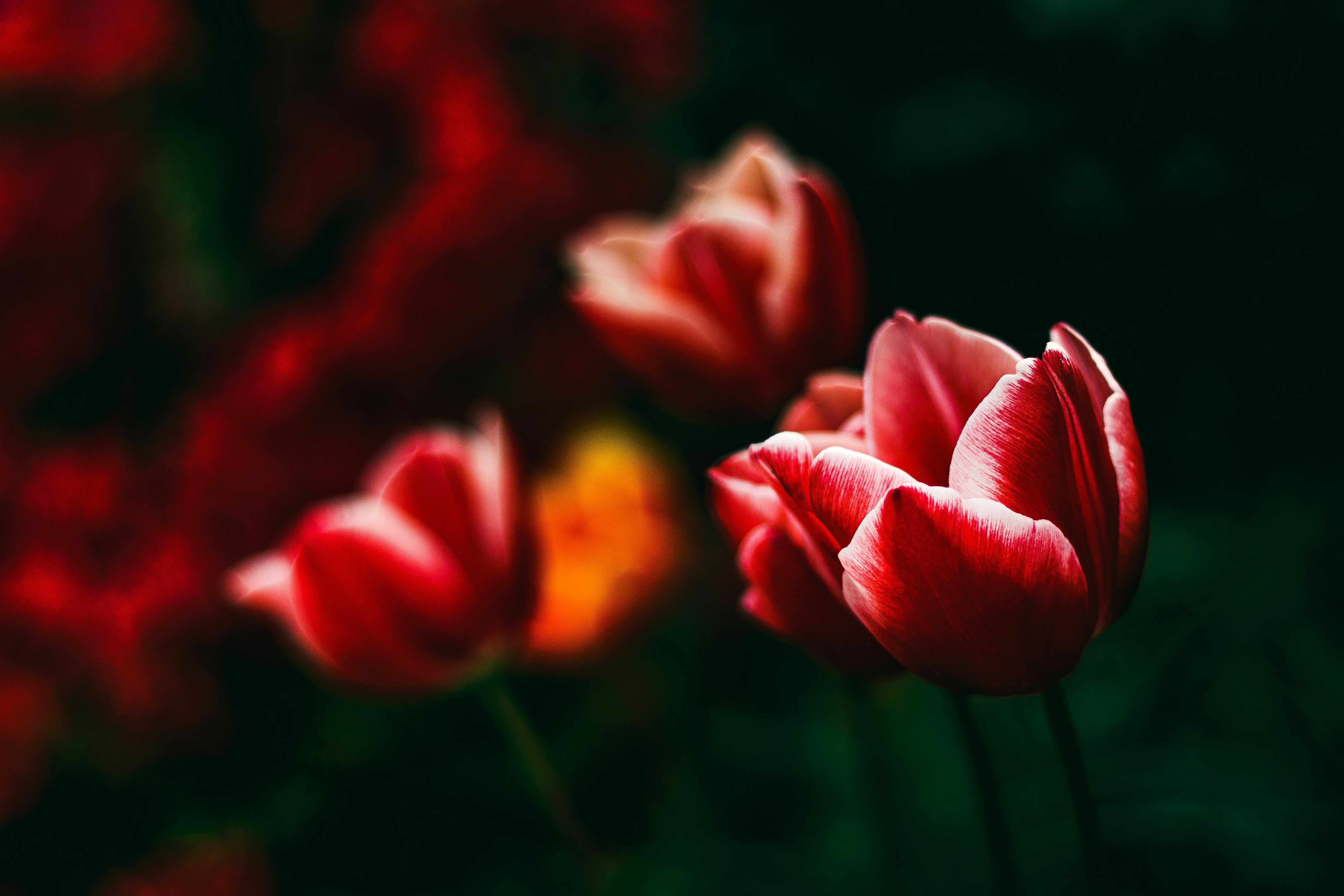 Photo by sirmisbehave