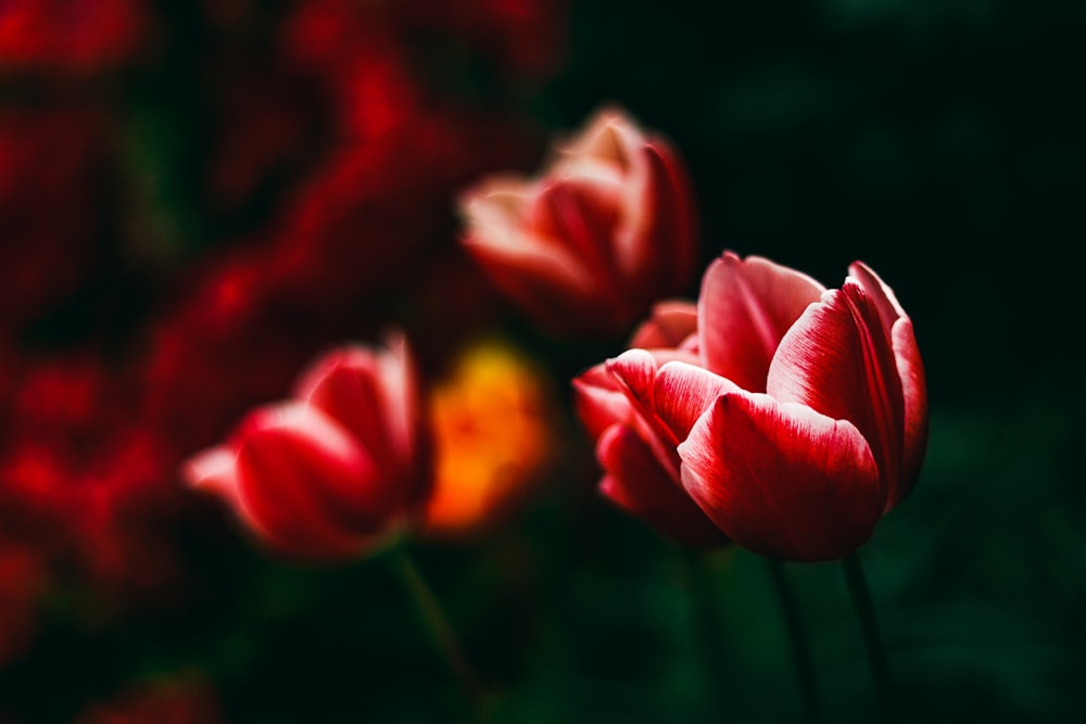 a close up of some flowers