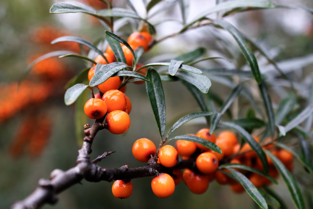 a close-up of some berries