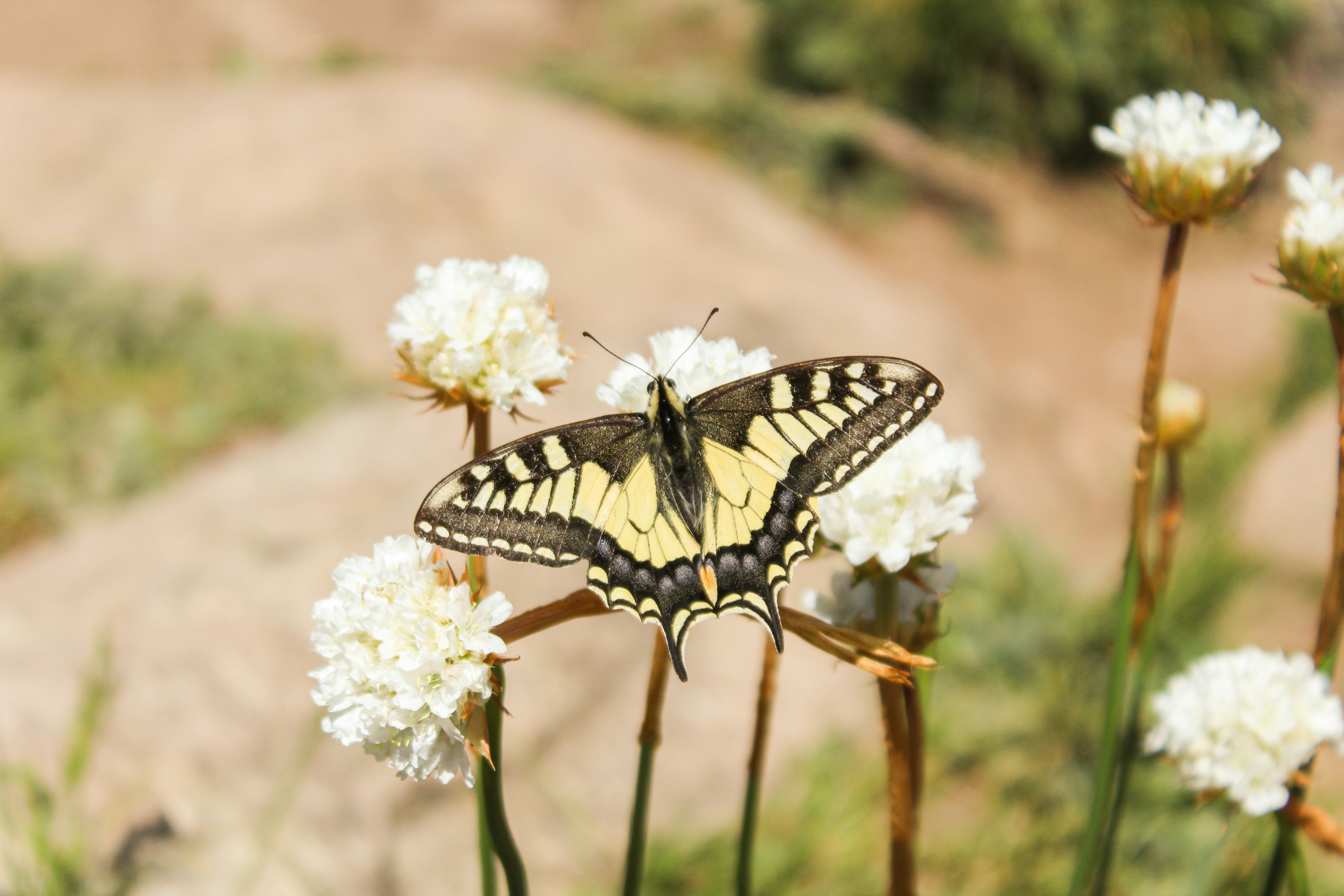 uma borboleta em uma flor