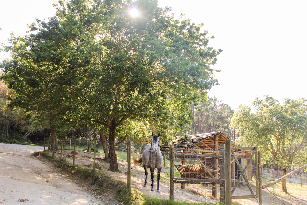 a horse standing on a path