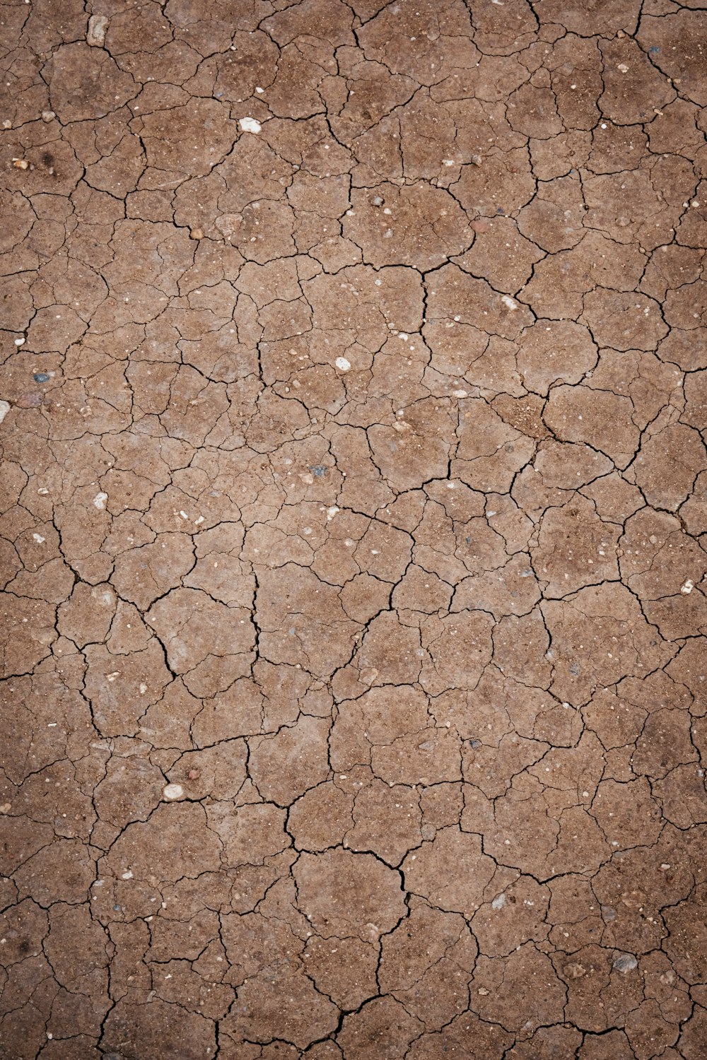 a cracked dry ground