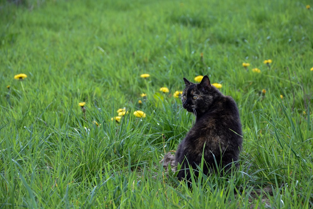 a cat sitting in a grassy field