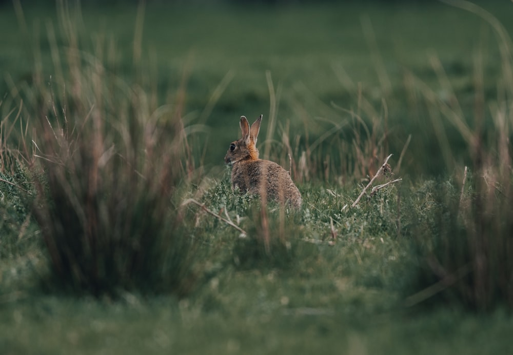 a rabbit in a grassy area