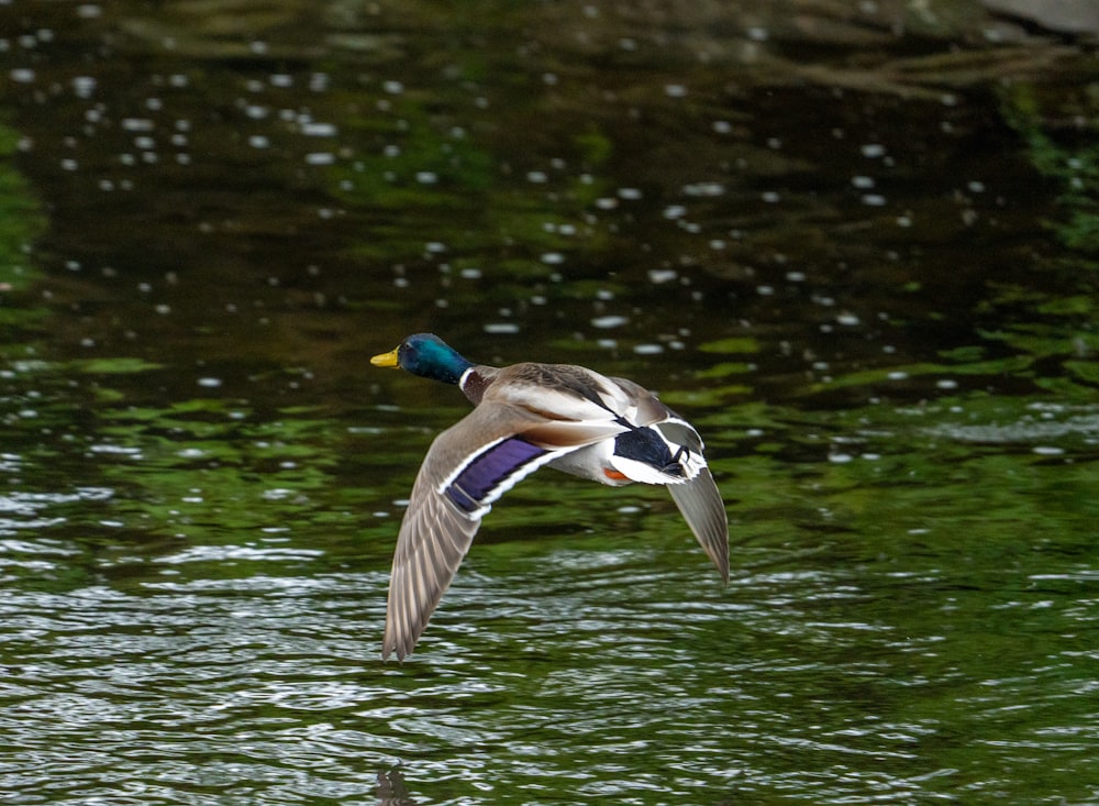 a bird flying over water