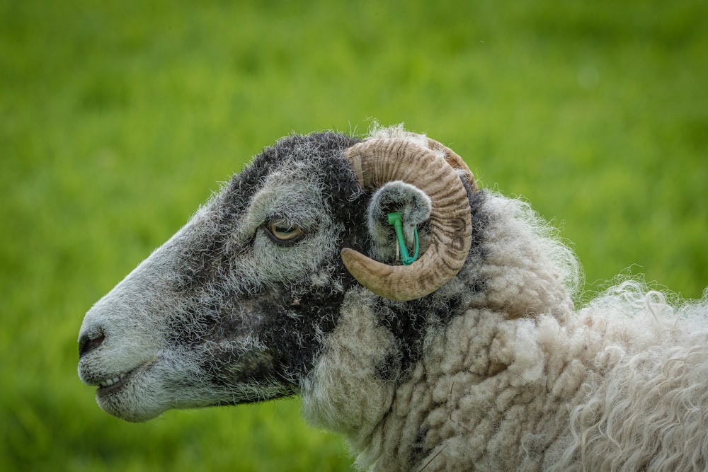 a ram with horns