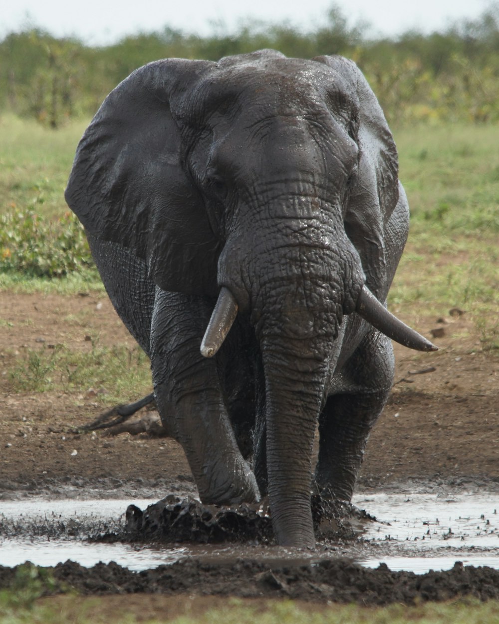 an elephant walking in mud