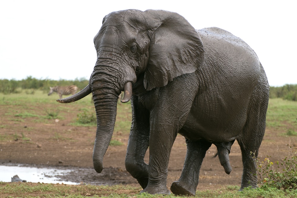 an elephant with tusks