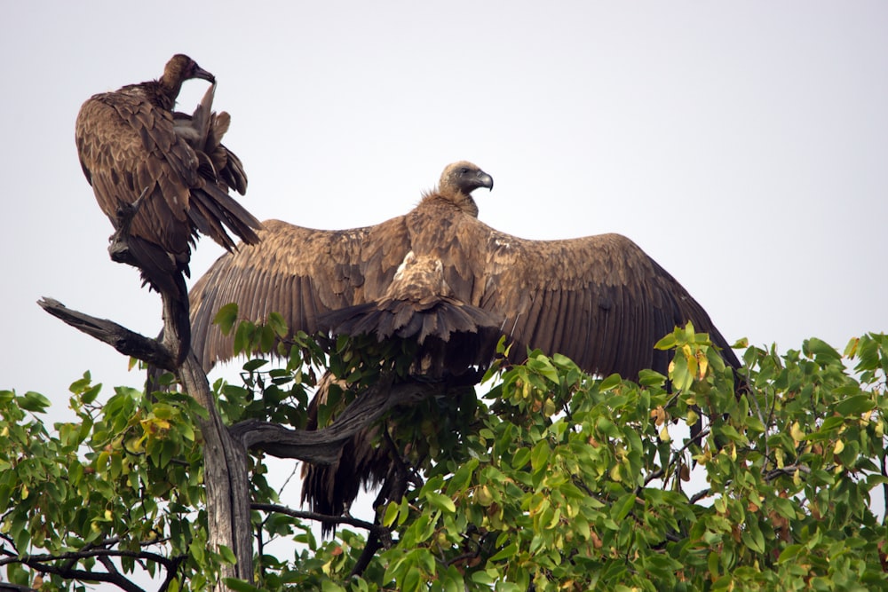 a couple of birds sit on a tree branch