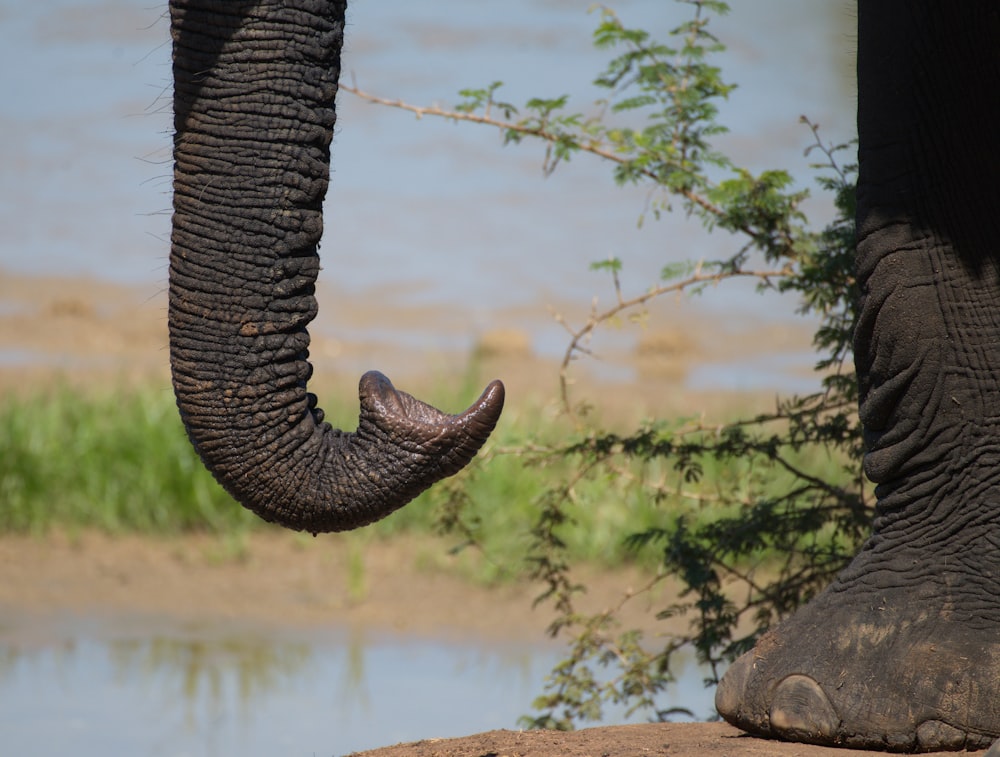 Un éléphant avec sa trompe relevée