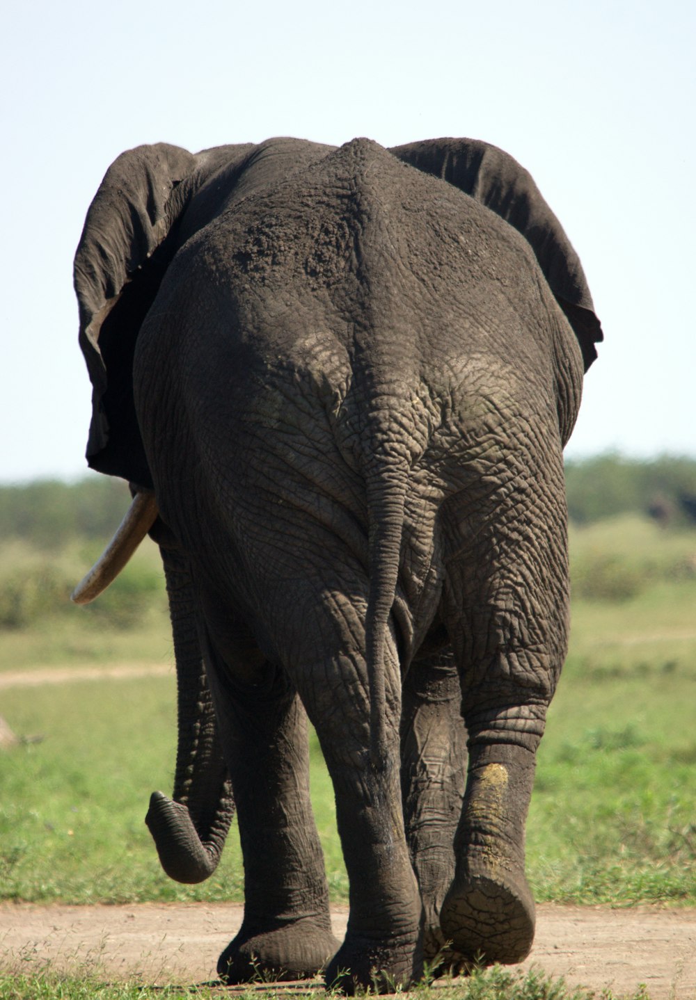an elephant walking on a dirt road