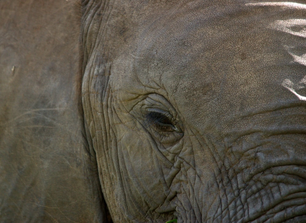 a close up of an elephant