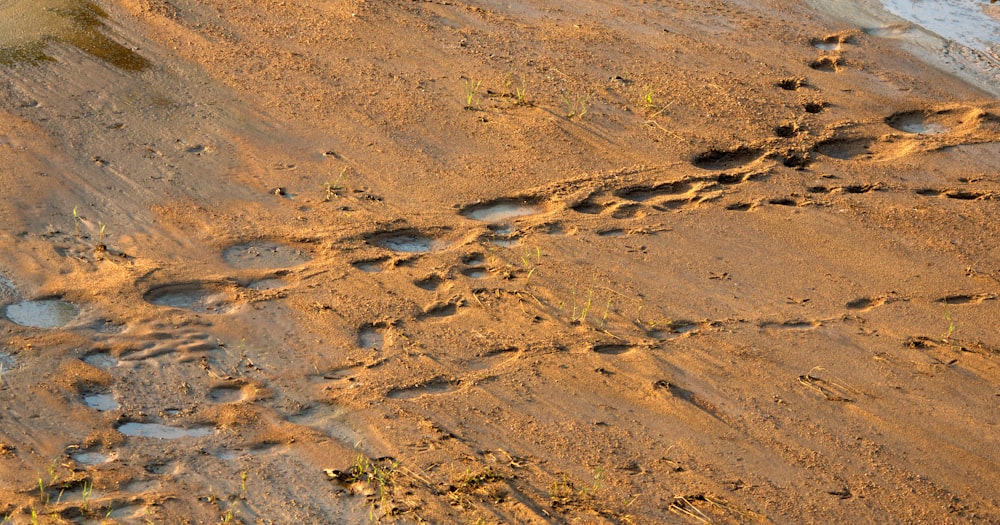 a close-up of a muddy area