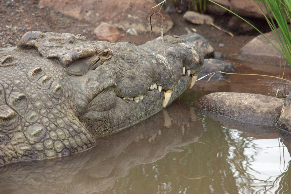 a crocodile drinking water