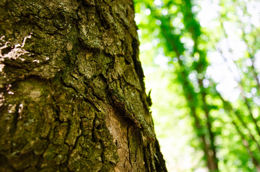 a close up of a tree trunk