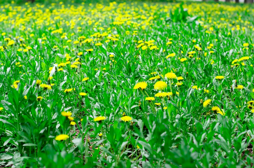 a field of yellow flowers