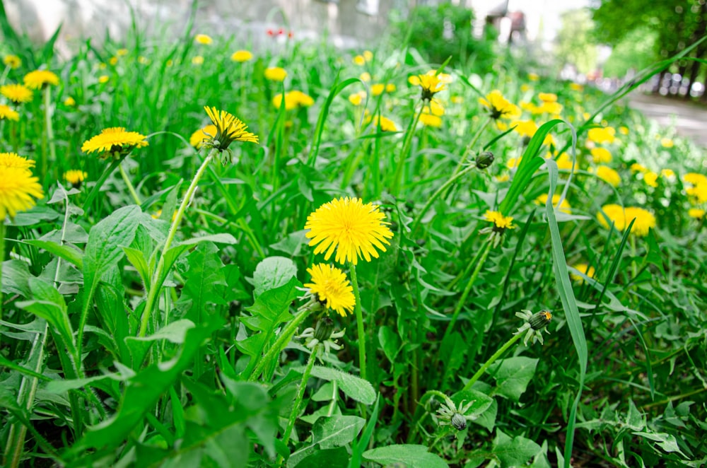 a group of yellow flowers