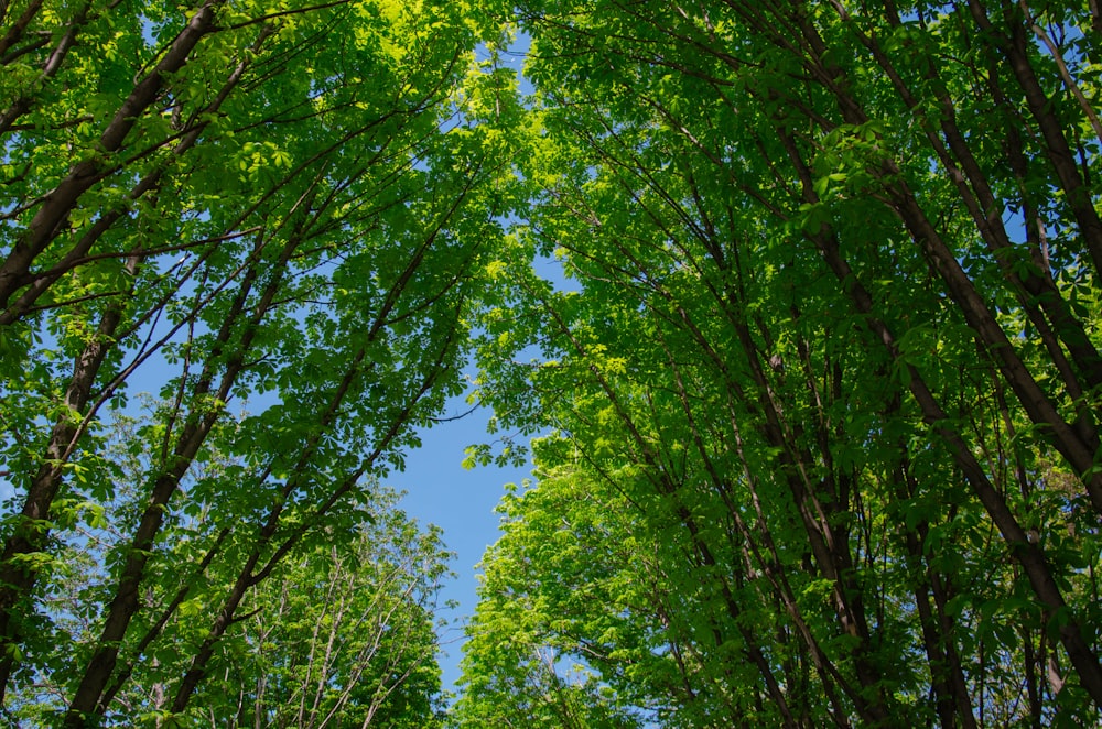 looking up at trees and blue sky