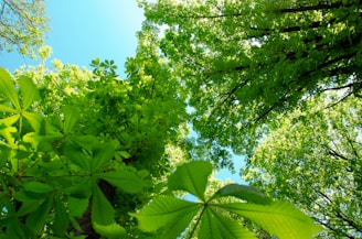 a group of trees