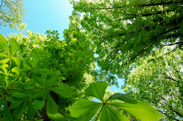 a group of trees