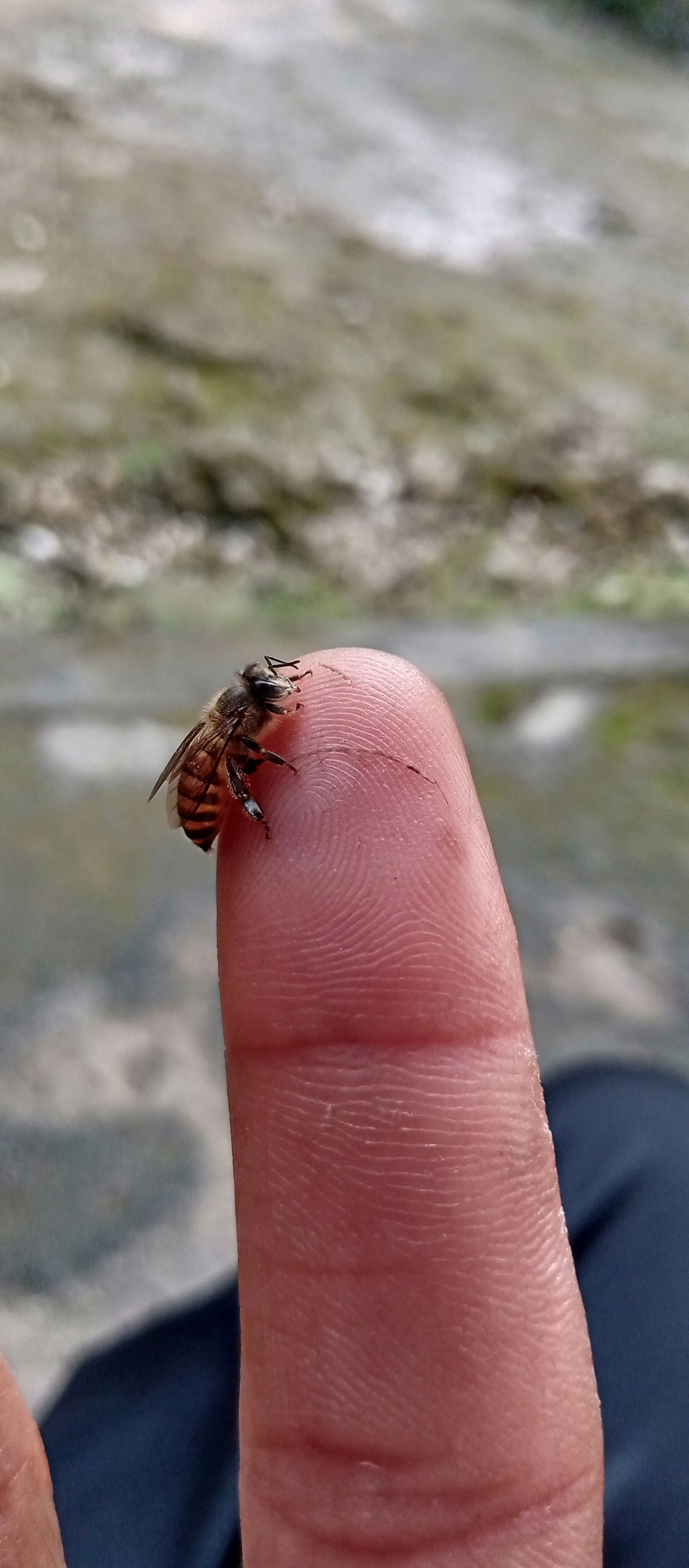 gray computer monitor