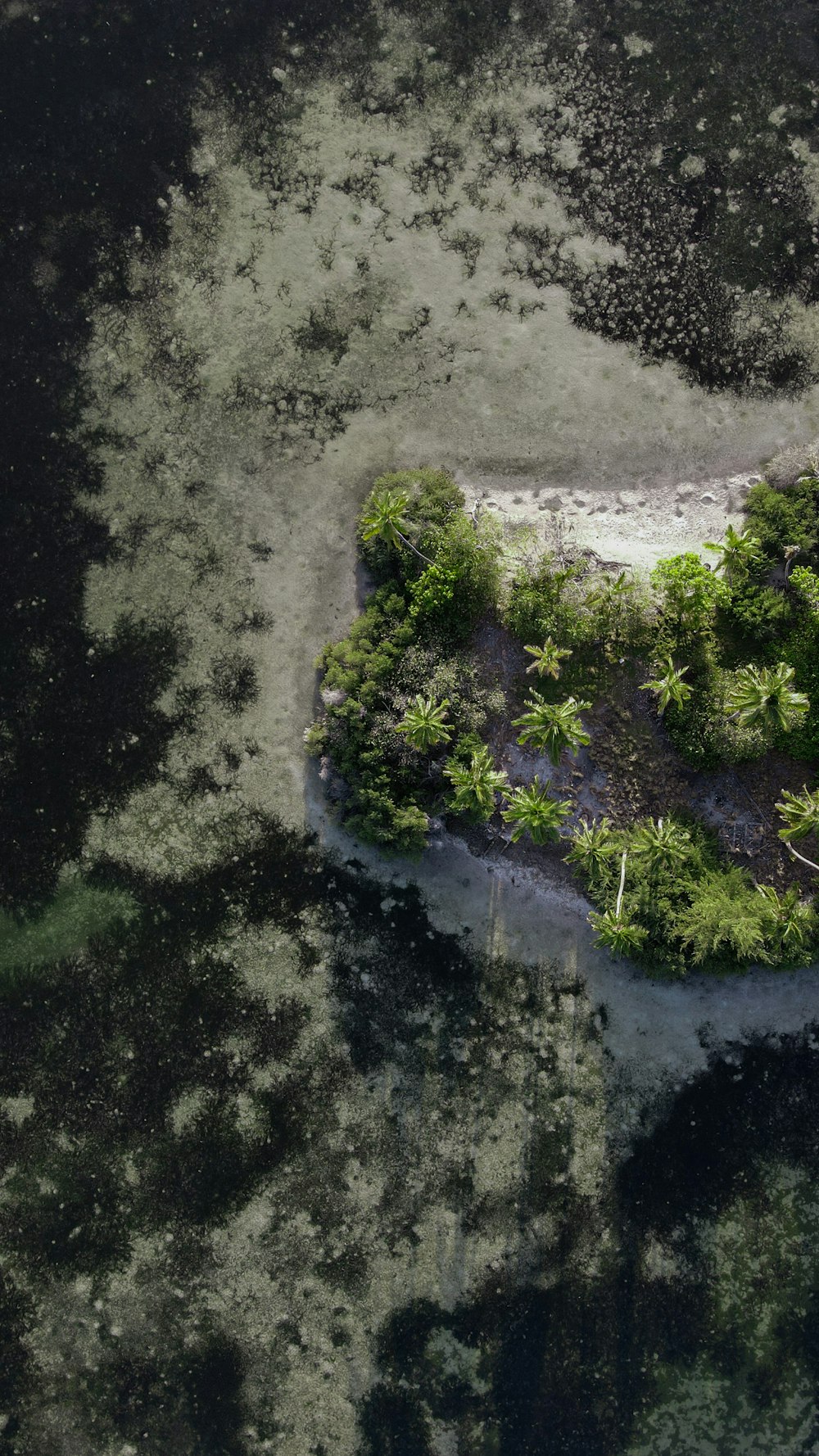 Une rivière avec des arbres et de l’herbe