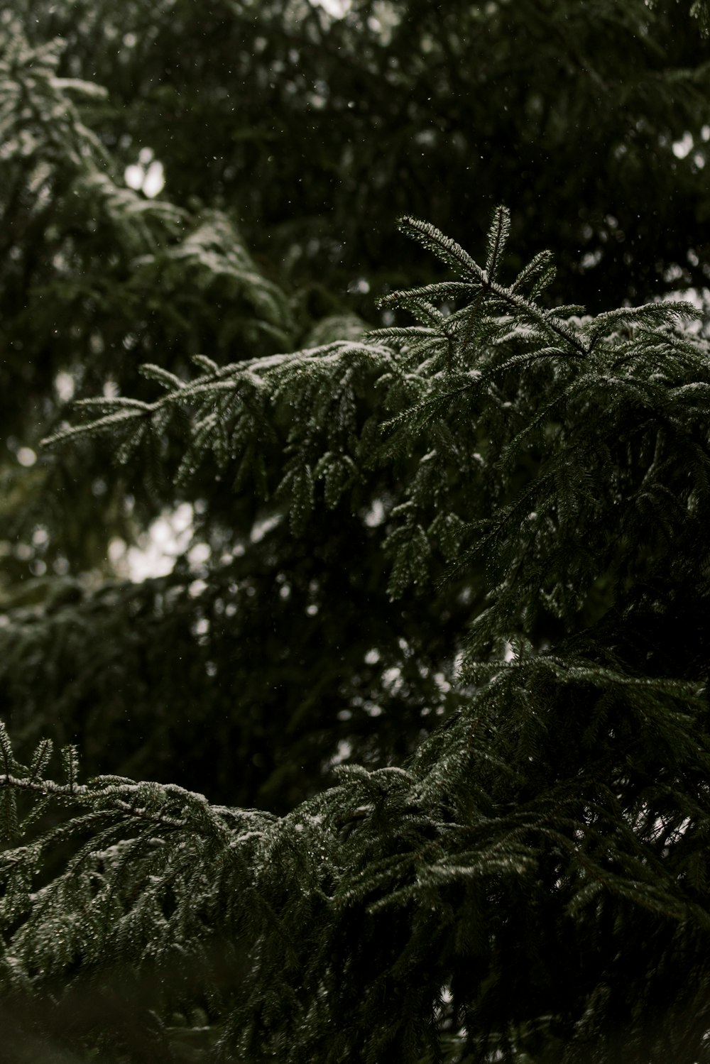 a close-up of a tree