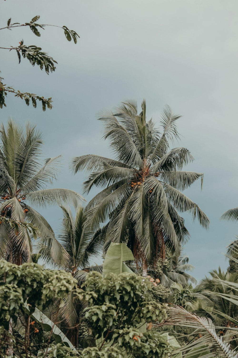 a group of palm trees