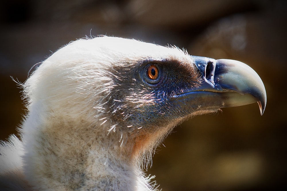 Un primer plano de un pájaro