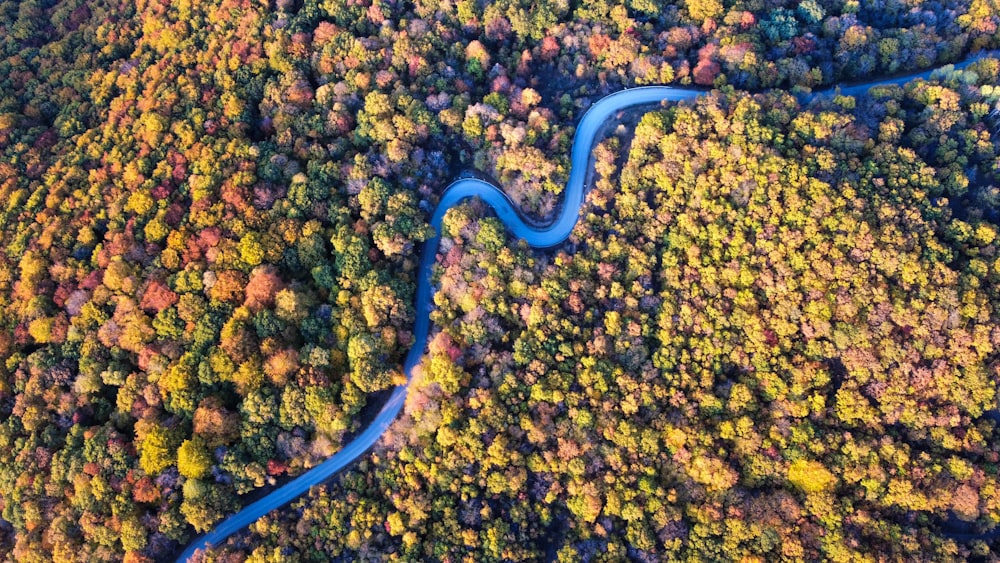 a blue snake in a pile of leaves