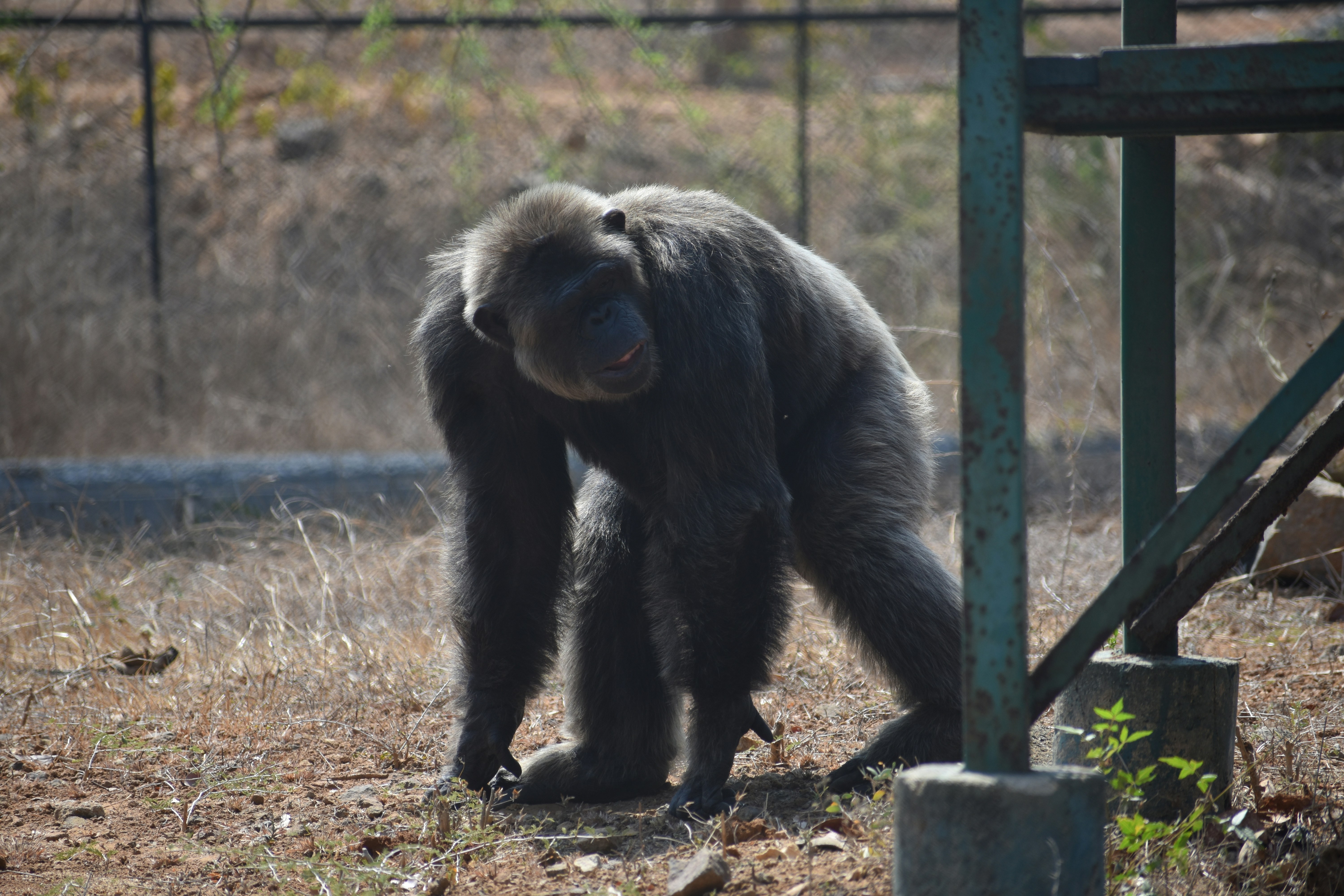 a black bear in a zoo exhibit