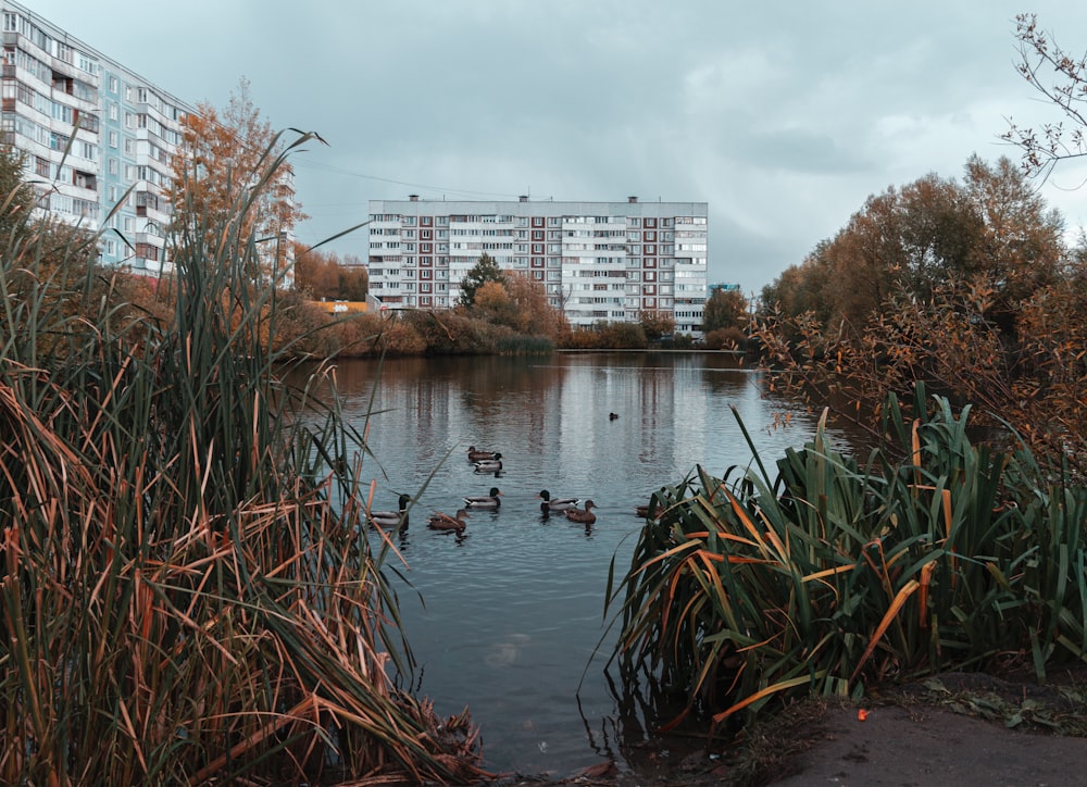 a group of ducks in a pond