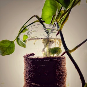 Hanging Moss Globe