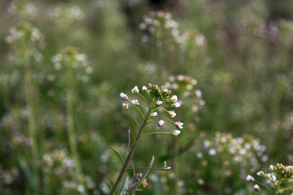 a close up of a plant