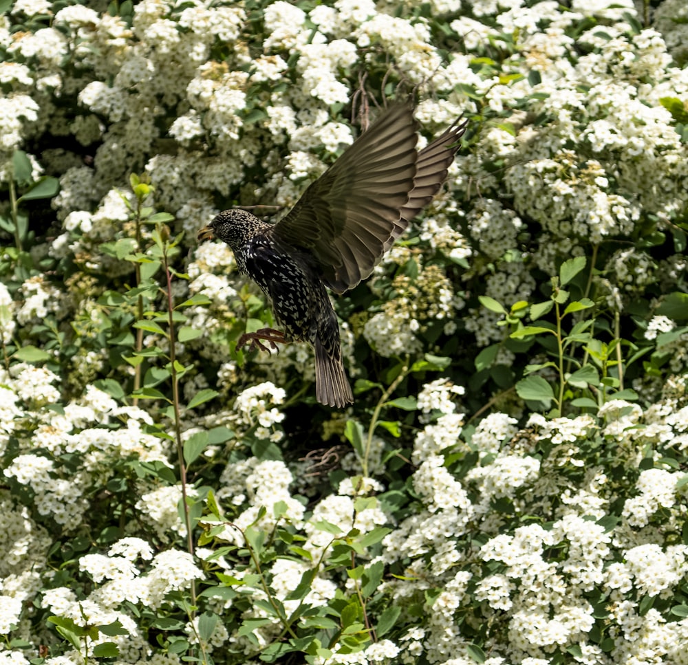 a bird flying over a bush