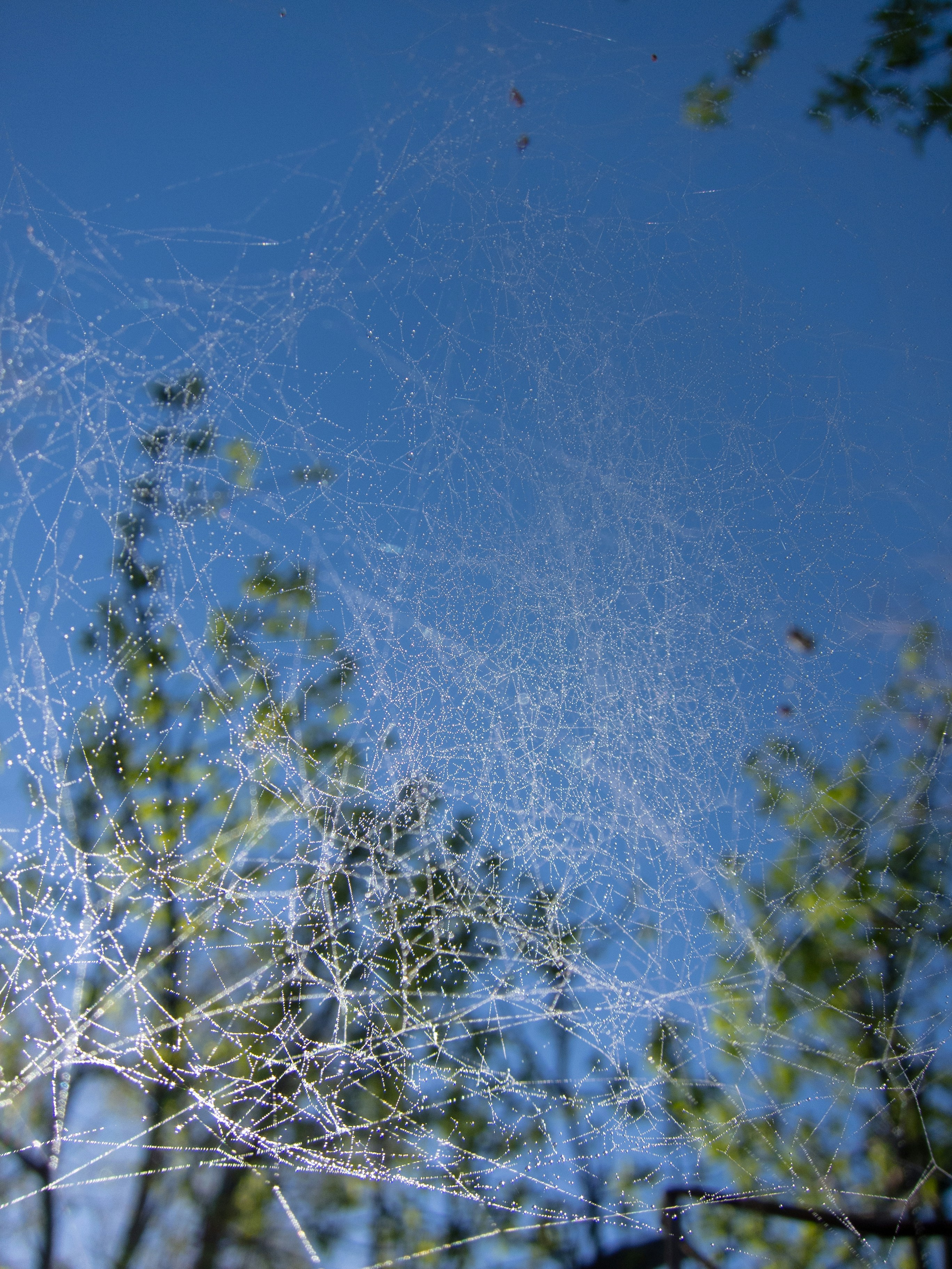 snow covered trees and blue sky