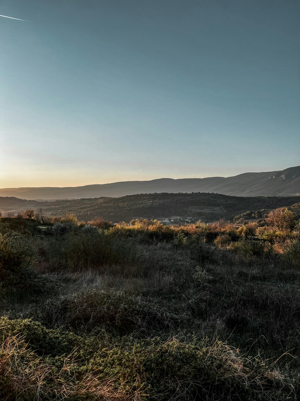 a landscape with bushes and trees