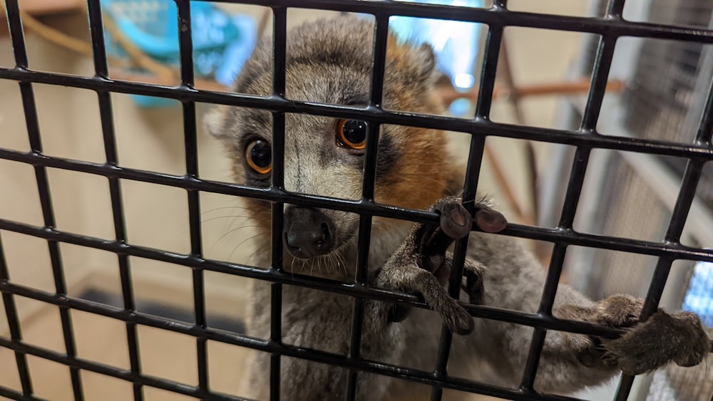 a raccoon in a cage