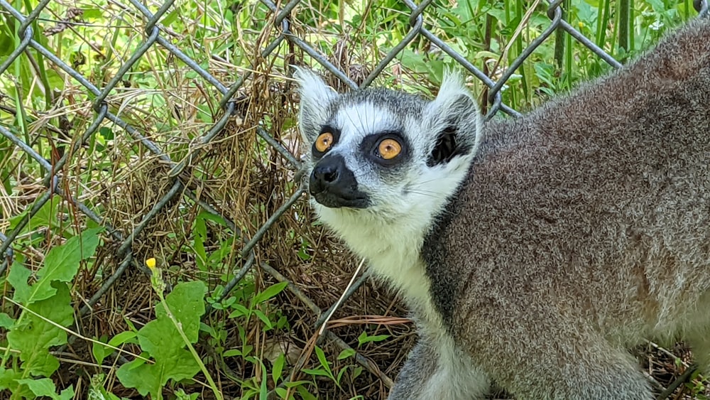 a raccoon in a cage