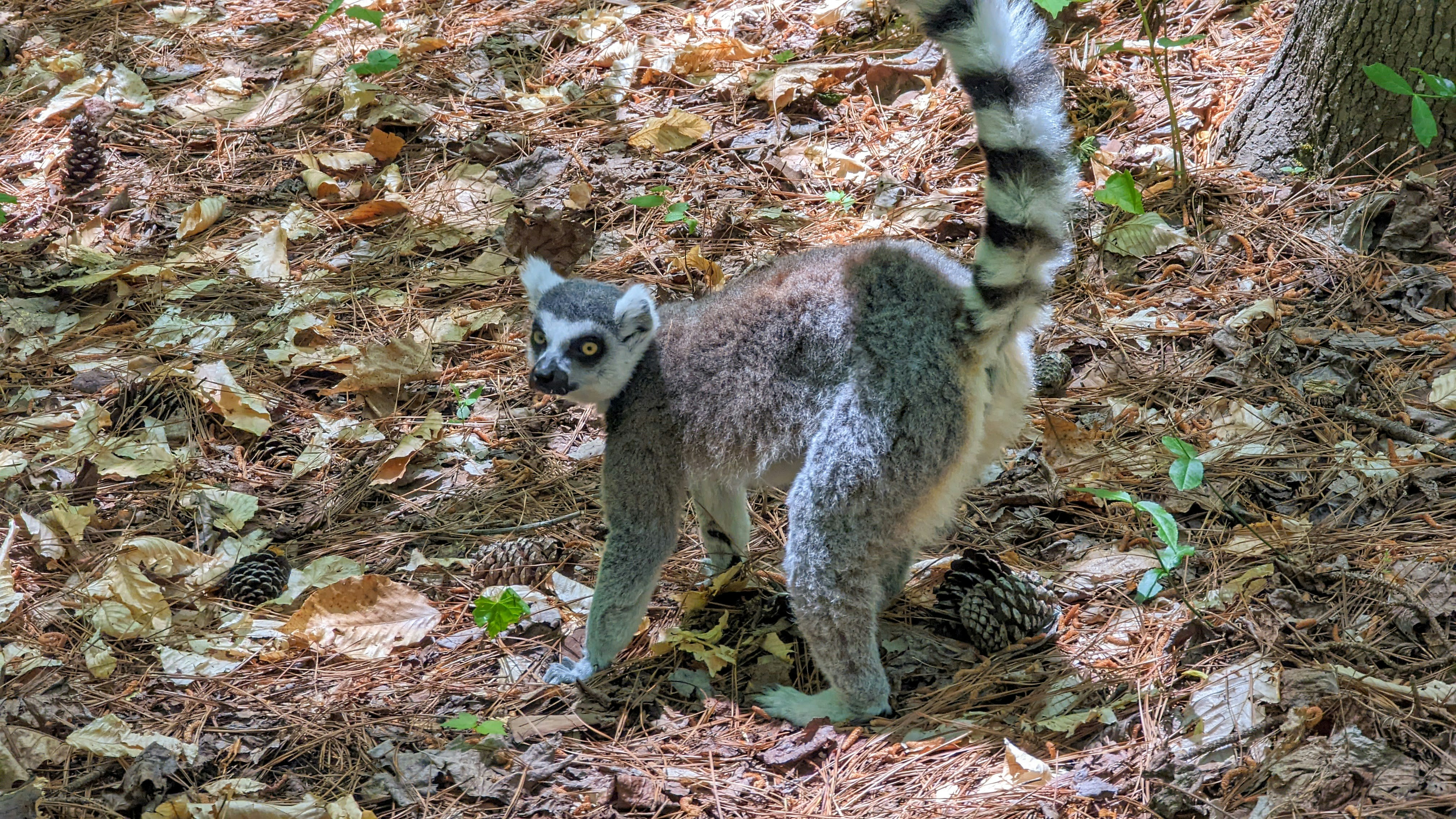 Concorde Nc Photos Télécharger des images gratuites sur Unsplash