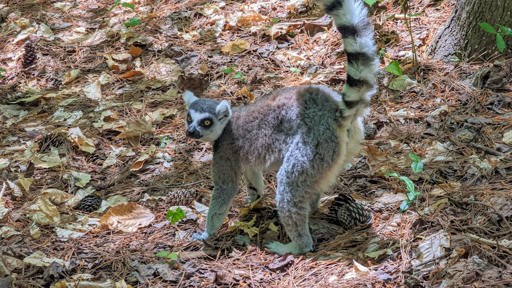 a cat standing on leaves