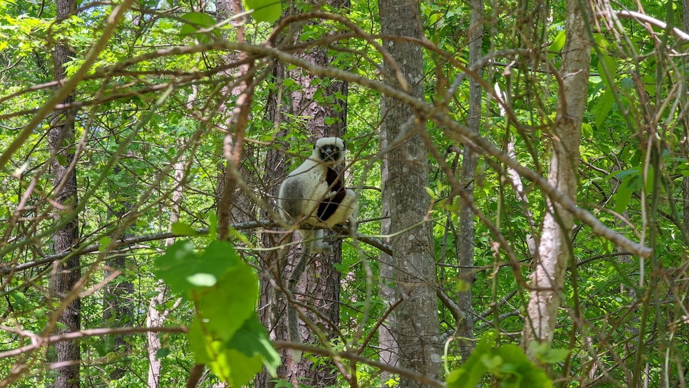 a bird sitting on a tree