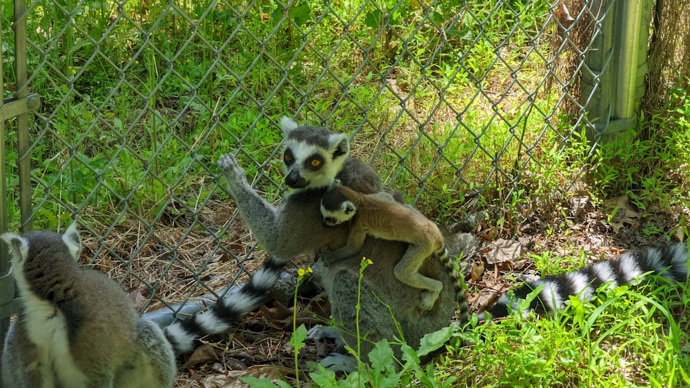 a group of lemurs in a fenced in area