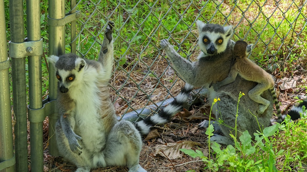 a couple of lemurs in a cage