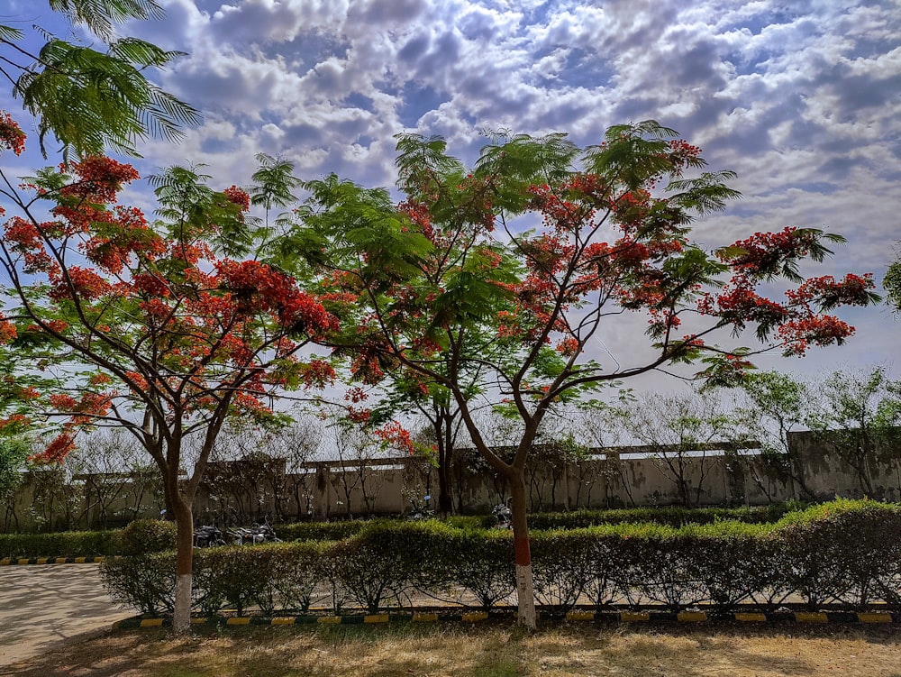 a group of trees in a park