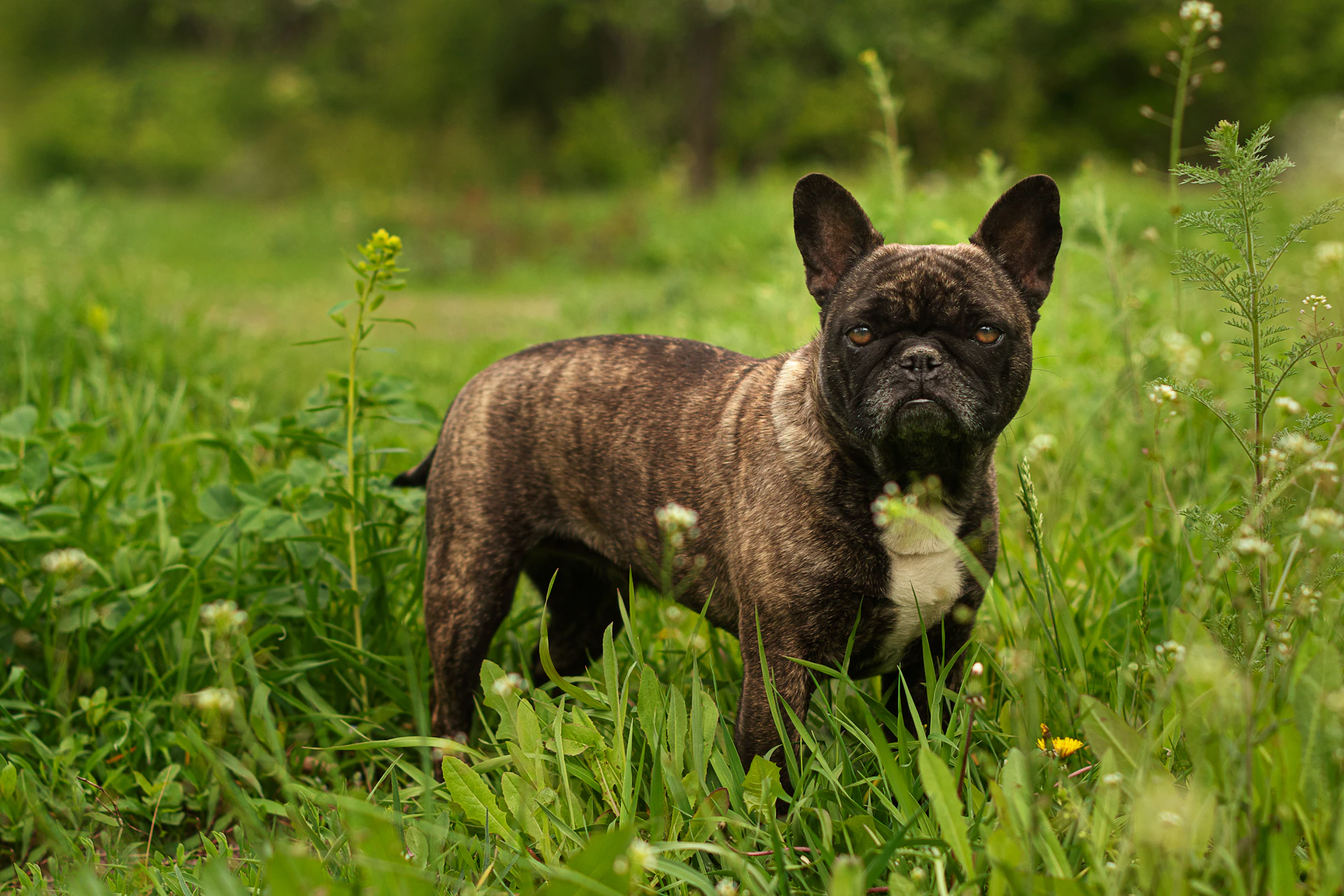 a dog standing in a grassy area