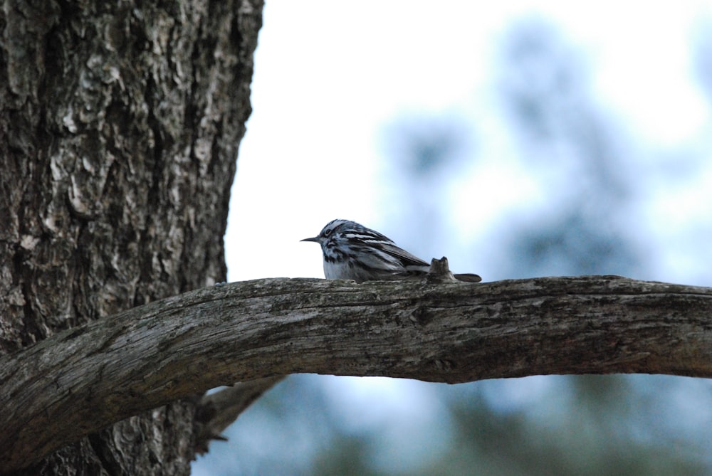 a small bird on a tree branch