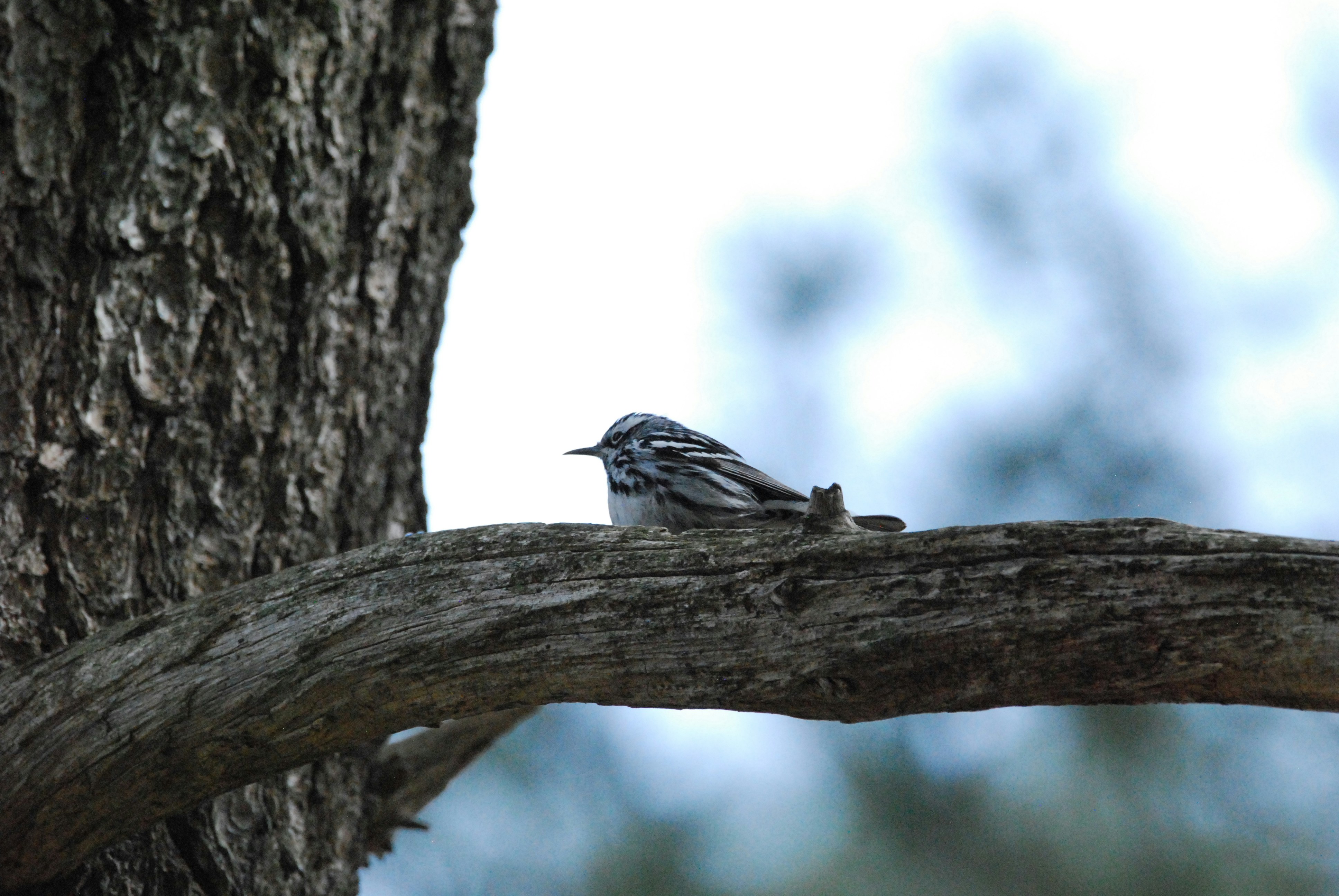 Black and White Warbler climbs Tree
